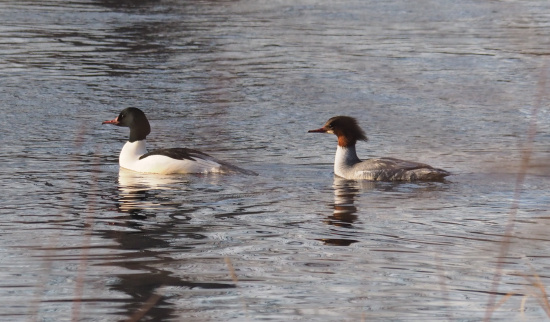 Pärchen Gänsesäger Foto: Rico Werner