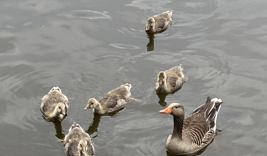 Graugänse mit Jungen Foto: Steffi Grön