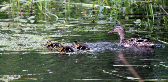 Stockente mit Jungen Foto: Rico Werner