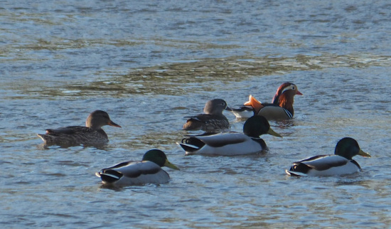 Mandarinenten und Stockenten Foto: Rico Werner