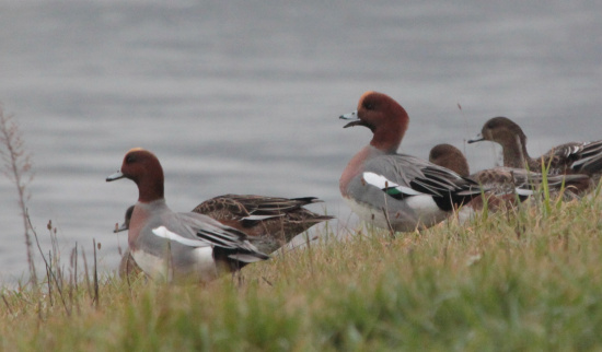 Pfeifenten, Erpel und Weibchen Foto: Rico Werner