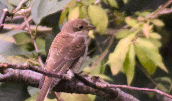 Neuntöter Jungvogel in einem Garten Foto: Steffi Grön